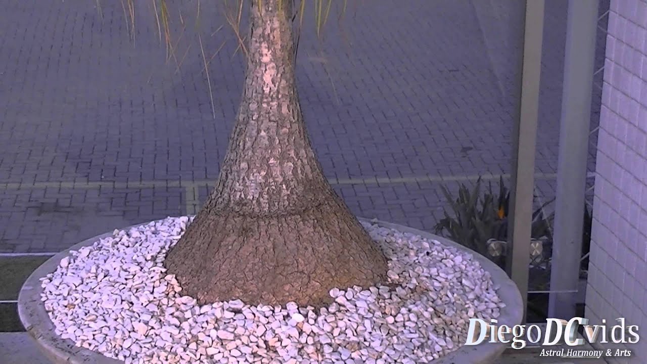 Beaucarnea recurvata elephant's foot (Nolinoideae) YouTube