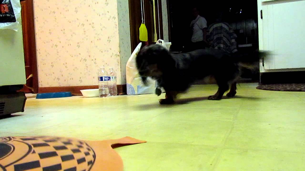 Dog scared by huge whoopee cushion YouTube