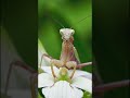 Praying mantis #gkvideos #facts #shortsvideos #animals #shortsviral #wildlife #shorts#mantis #shorts