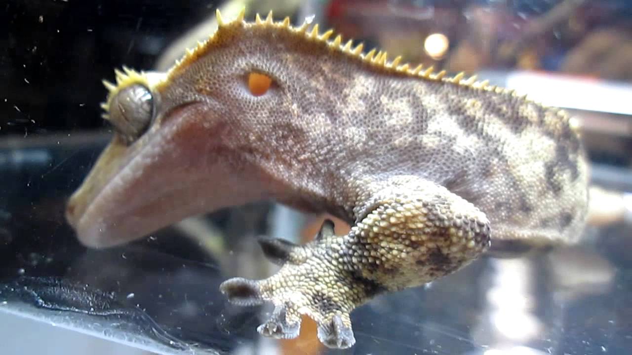 White Plains NY Reptile Expo 2015 YouTube