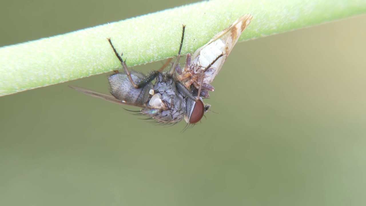 Coenosia   2017 02 16