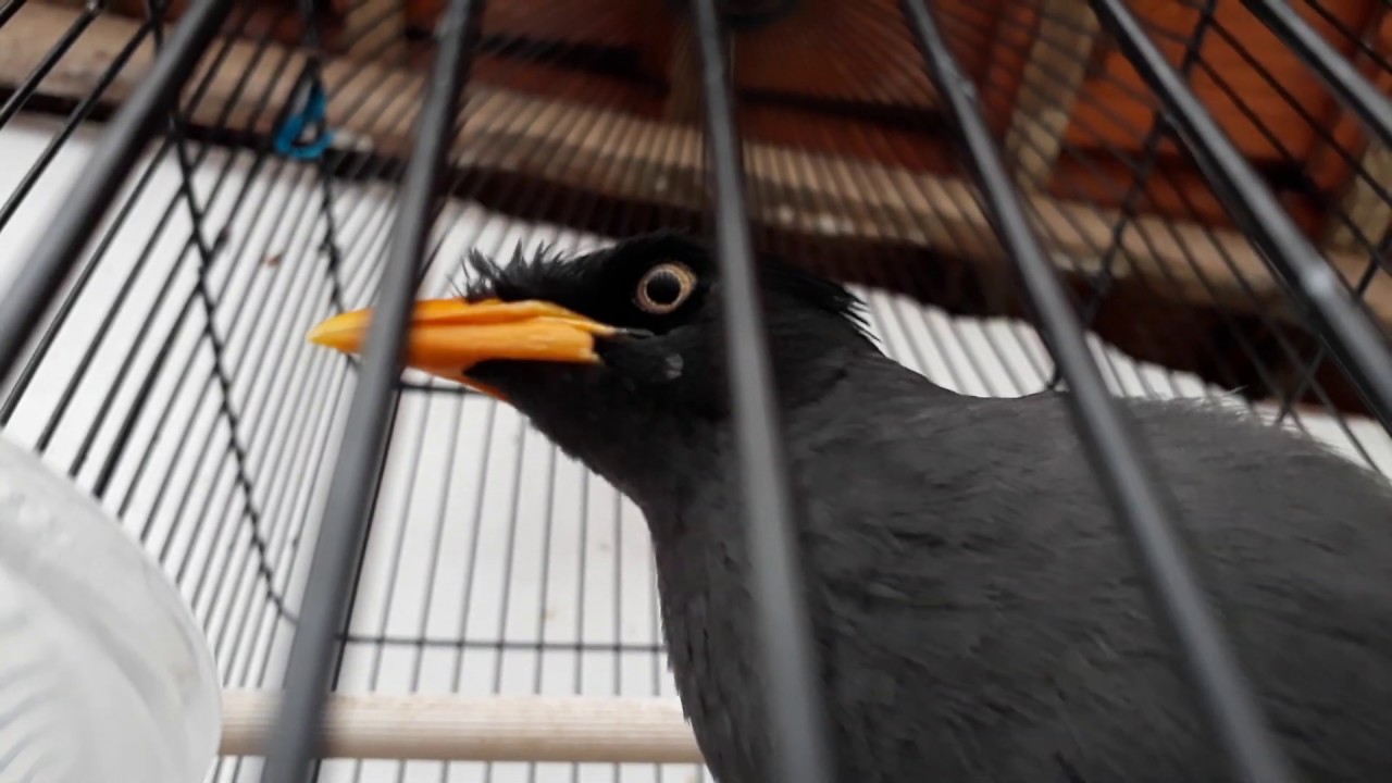 Kicau burung jalak kerbau 