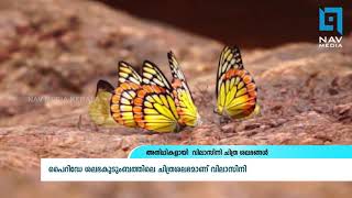 അതിഥികളായി  വിലാസിനി ചിത്ര ശലഭങ്ങള്‍