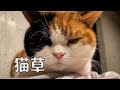 【親子猫】猫草ものがたり【スコティッシュフォールド】