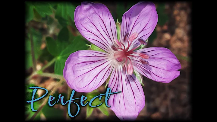 Perfect - Daniel Hartmann [Lyrics]