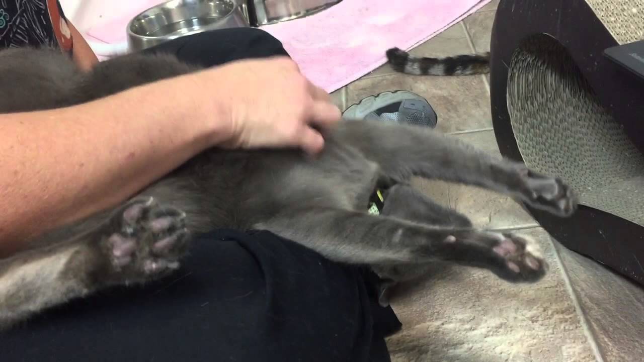 special needs animals for adoption near me Which Team are you?