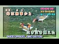 母恋鴉  五木ひろし  字義版