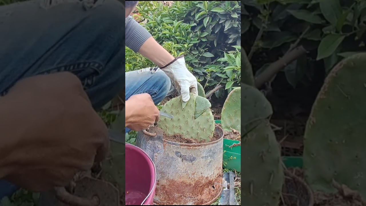 تطعيم 3 أنواع بلدية من الصبار على حامل طعم مقاوم للحشرة القرمزية🌵🌵Cactus grafting