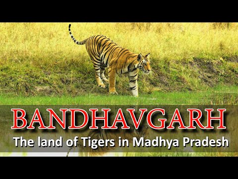 Bandhavgarh, Madhya Pradesh, India | Bandhavgarh National Park The Land Of Tiger | Travel Video