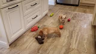 Video 2: Cockapoo Litter