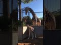 Baby Giraffe Meets Dad for the First Time in Australian Zoo