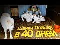 ЩЕНКИ🐾 АЛАБАЯ🐶 1 МЕСЯЦ