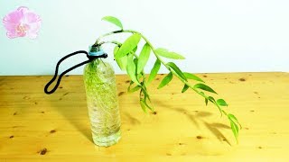 Orchid in full water culture-hydroponic【Dendrobium aphyllum】