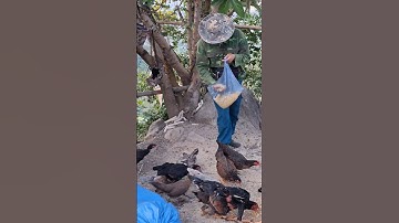 Hlau youtube cho gà ăn.pub qaib