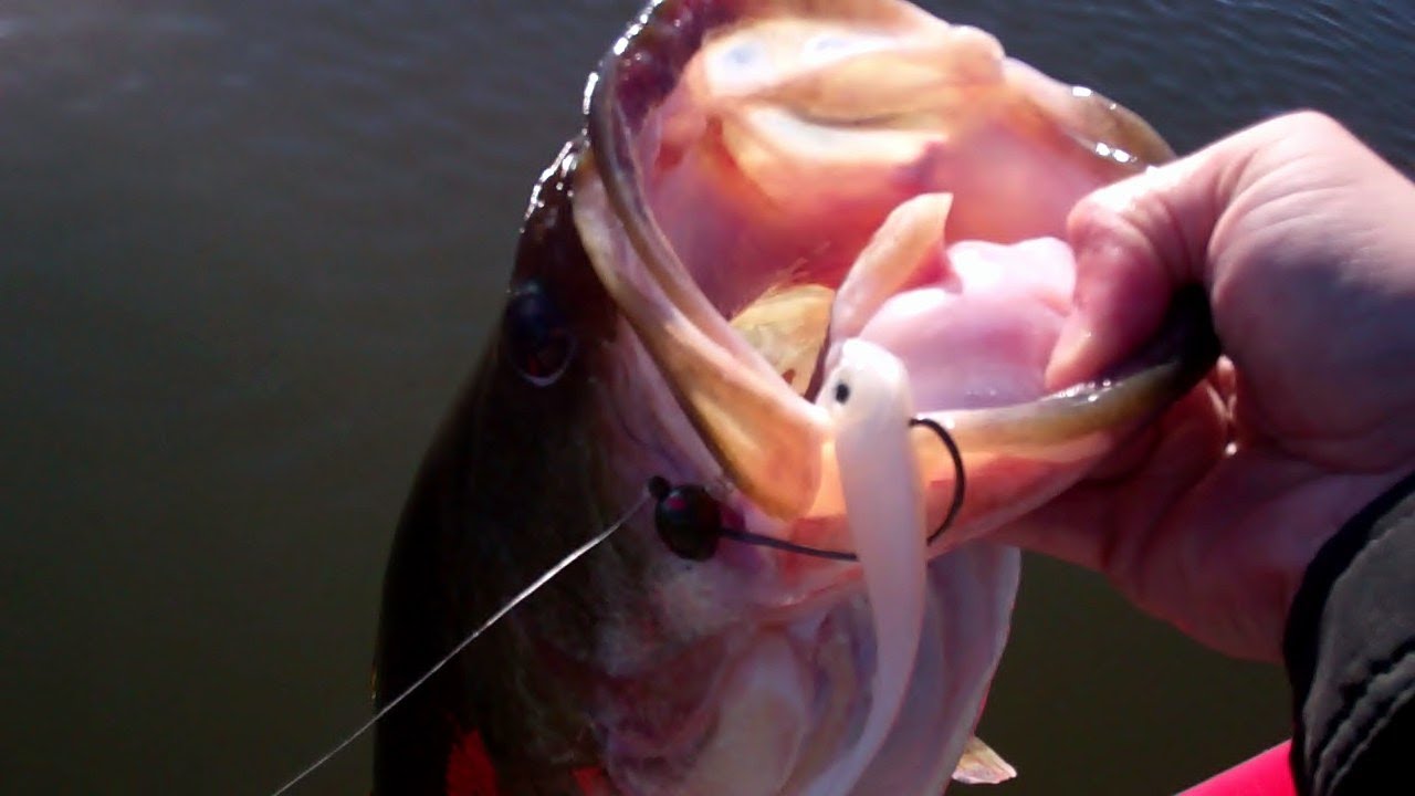 Goby Grub Bass Fishing. YouTube