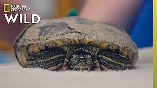 Fixing a Fractured Turtle | Dr. T, Lone Star Vet