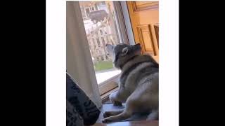 Husky calling someone | #Shorts #Animals