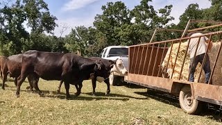 Well I Guess I’m Back to Feeding Hay!