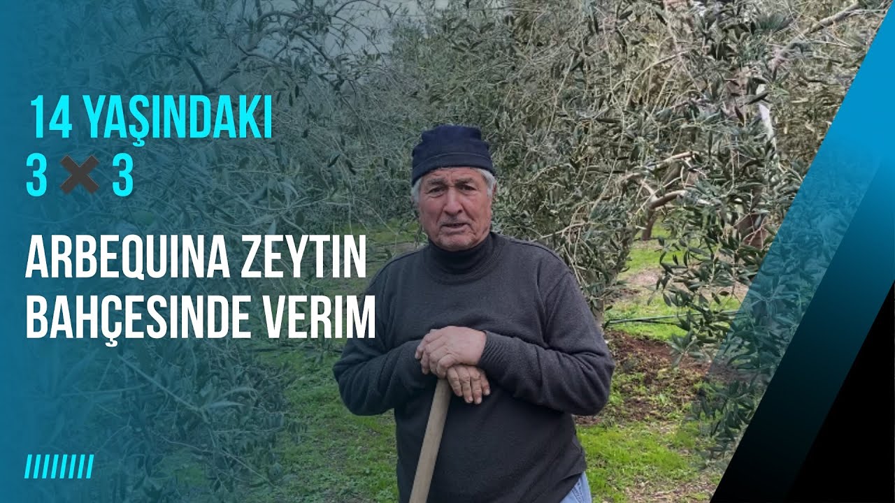 14 yaşındaki Arbequina zeytin bahçesindeki verim. Olive oil yield from a 14-year-old Arbequina