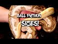 Balll Python Sizes - From Hatchling to Adult!