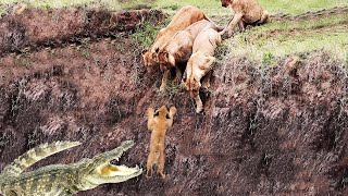 9 Times Wild Animals Surrounds Its Prey So It Can't Escape