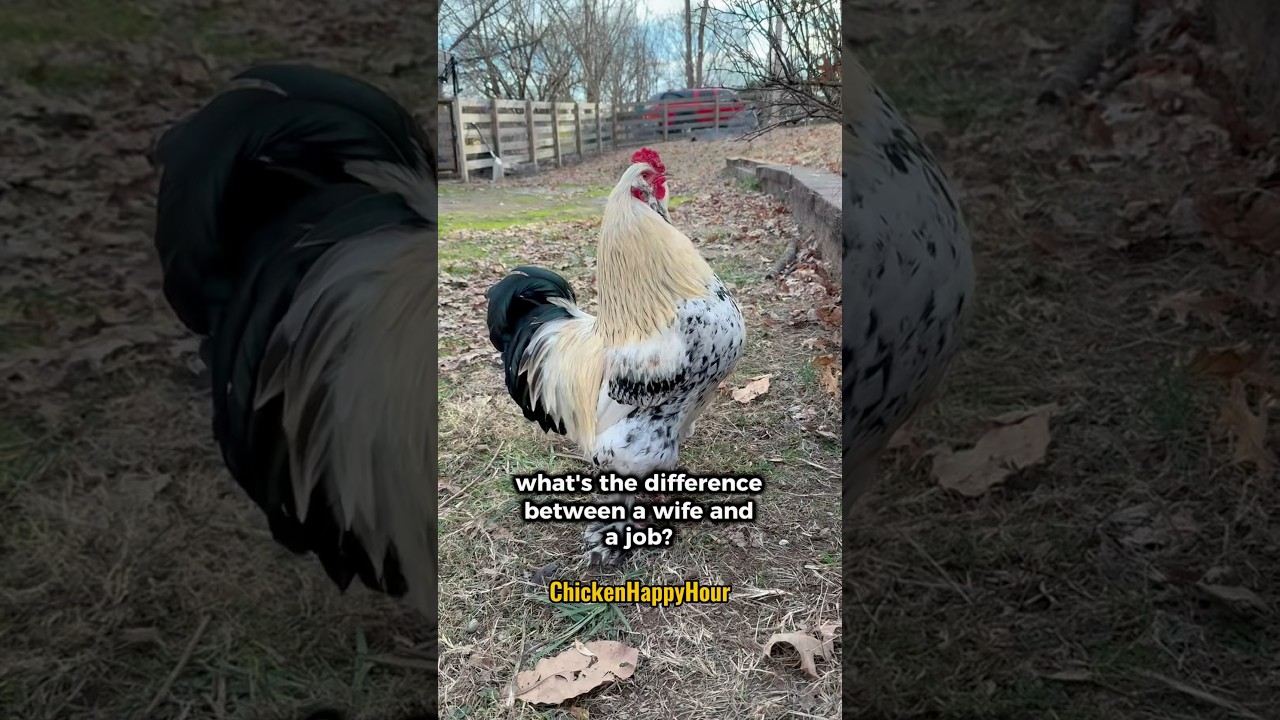 Фрэнки Фаул снова наносит удар! 