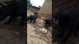 new Nagpuri Kurukh Song  Superhit Dhamaka 