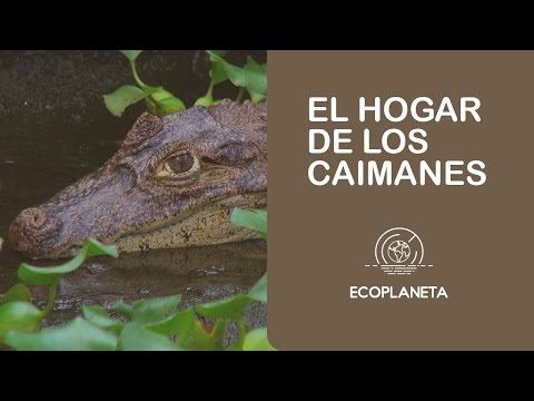 Río Papaturro, el hogar de caimanes.