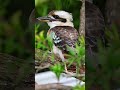 Priority one for wildlife in your garden #wildlifegardening