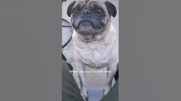 Funny pug #funny #dog #pug