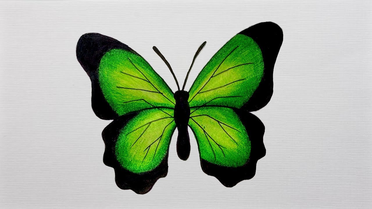 How To Draw a Butterfly Step by Step Drawing butterfly - YouTube.