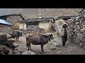 The last tibetan village of gorkha 4k  tsum valley trek in 2024