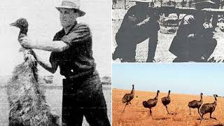 Forgotten History: The Great Emu War of 1932