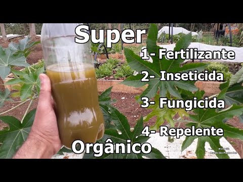 Vídeo: Durante o armazenamento de grãos as folhas de neem servem como?