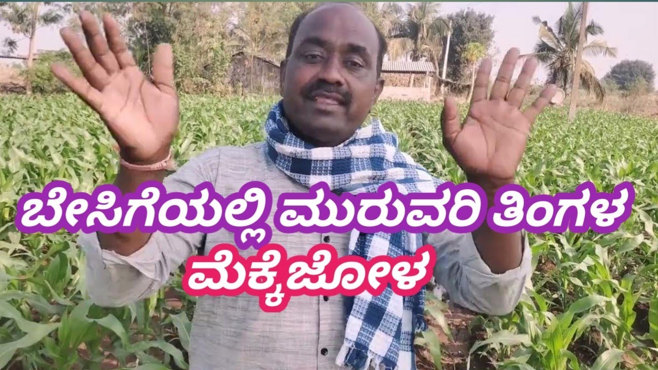 ಬೇಸಿಗೆಯಲ್ಲಿ ಮುರುವರಿ ತಿಂಗಳ ಮೆಕ್ಕೆ ಜೋಳ || ಮುಸುಕಿನ ಜೋಳ || ಗೋಂಜಾಳ || corn ✅