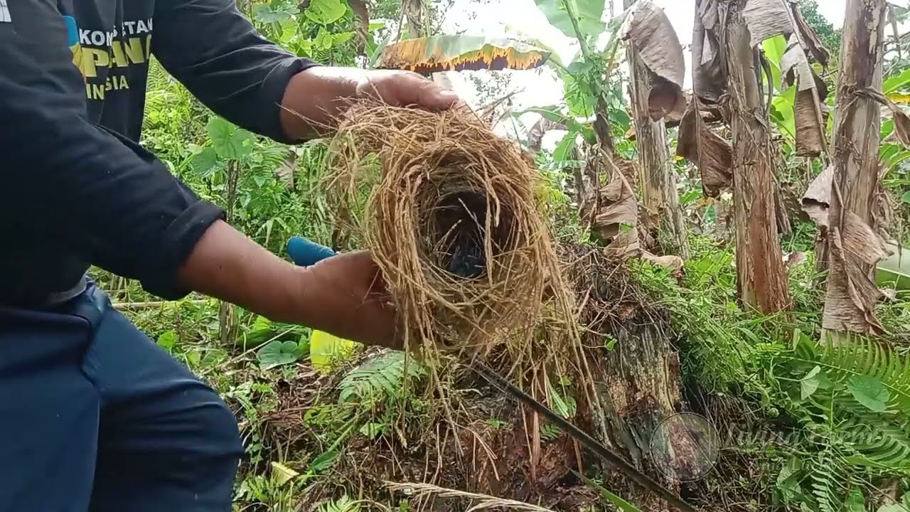 Sudah Lama Tak Dibersihkan, Beginilah Kondisi Kebun Pisang & Kopi. 🌱🌿