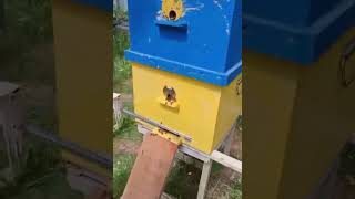 Taranov Method: An Effective Way to Control Swarming Without Bee Losses