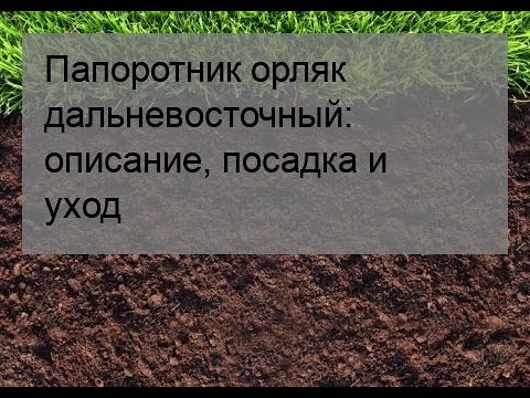 Папоротник орляк дальневосточный: описание, посадка и уход