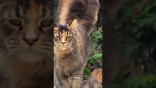 jalan jalan kemana y🤔#cat #kucingbelangtiga #kucinganggoralucudanimut #kucingputihlucu #cute #kitten