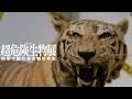 【国立科学博物館公式】危険生物たちに科学で挑む！特別展「超危険生物展」川田研究主幹 解説動画