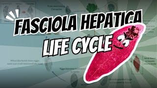 The life cycle of Fasciola hepatica, common liver fluke or sheep liver fluke