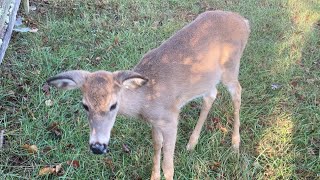 Close Encounter with One Twin Fawn