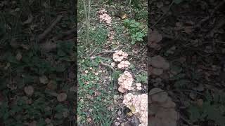 грибное место.  #bigdog #nature #лес#тихаяохота #грибы #природа #mashroom #forest