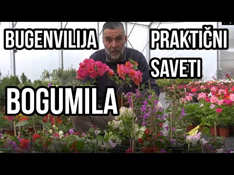 Video: Kako uzgajati bugenviliju: 9 koraka (sa slikama)