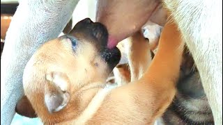 Cute Babies Dog Street Breastfeeding Standing Mummy