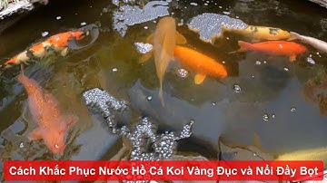 Cách khắc phục nước hồ cá koi bị vàng đục và nổi váng bọt đầy hồ khi hệ vi sinh bị "Sập" #vicakoi