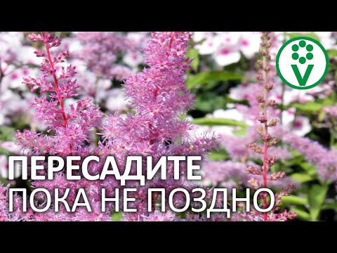 ОНА УМРЕТ БЕЗ ПЕРЕСАДКИ! Омоложение астильбы по всем правилам