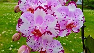 ✽ ✾ ✿ ❀ Полив орхидей во время отпуска✽  ✾ ✿ ❀(, 2016-08-14T21:30:00.000Z)