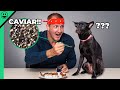 Will a Dog Eat CAVIAR?? Gourmet Taste Test with my Dog!!