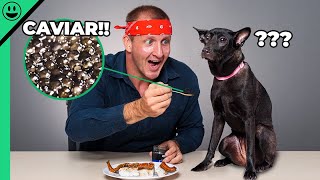 Will a Dog Eat CAVIAR?? Gourmet Taste Test with my Dog!!